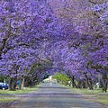 Jacaranda-Trees-Grafton-_DSC2021__880-06.jpg