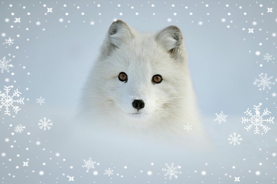 可爱的雪狐 作者 edwin kats_副本.jpg