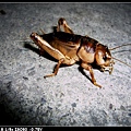 2007-06-14 巨型蟋蟀?