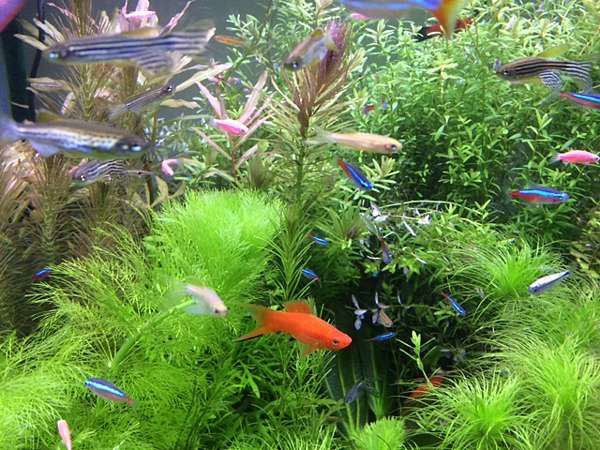 15 11 25 草缸醜魚登場 Danilo S Place 痞客邦