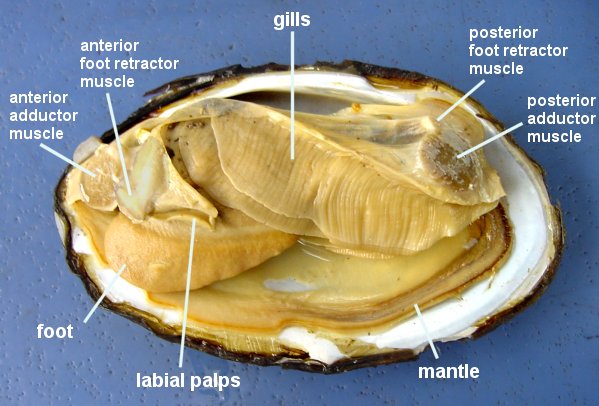 clam_labeled_1.jpg