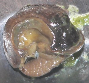 escargot-french-snail-300x279.jpg