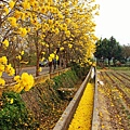 嘉義新港-黃金隧道