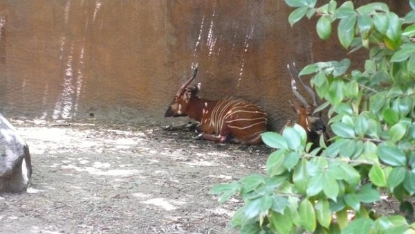 Mountain Bongo