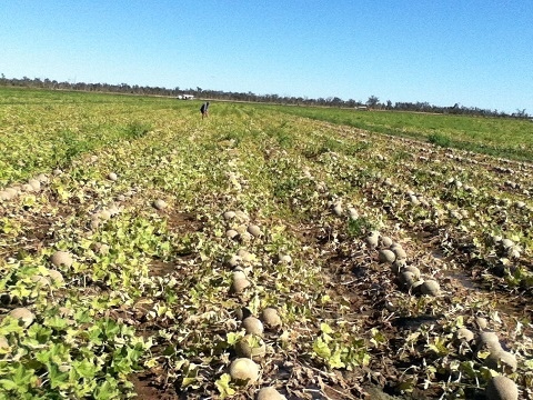 523199_455230067833730_1296771383_n.jpg 523199_455230067833730_1296771383_n.jpg