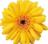 1490034813-1648776935_q