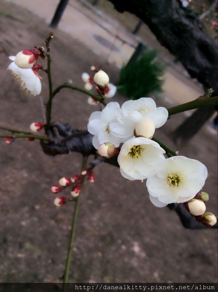 IMG_3125.JPG IMG_3125.JPG