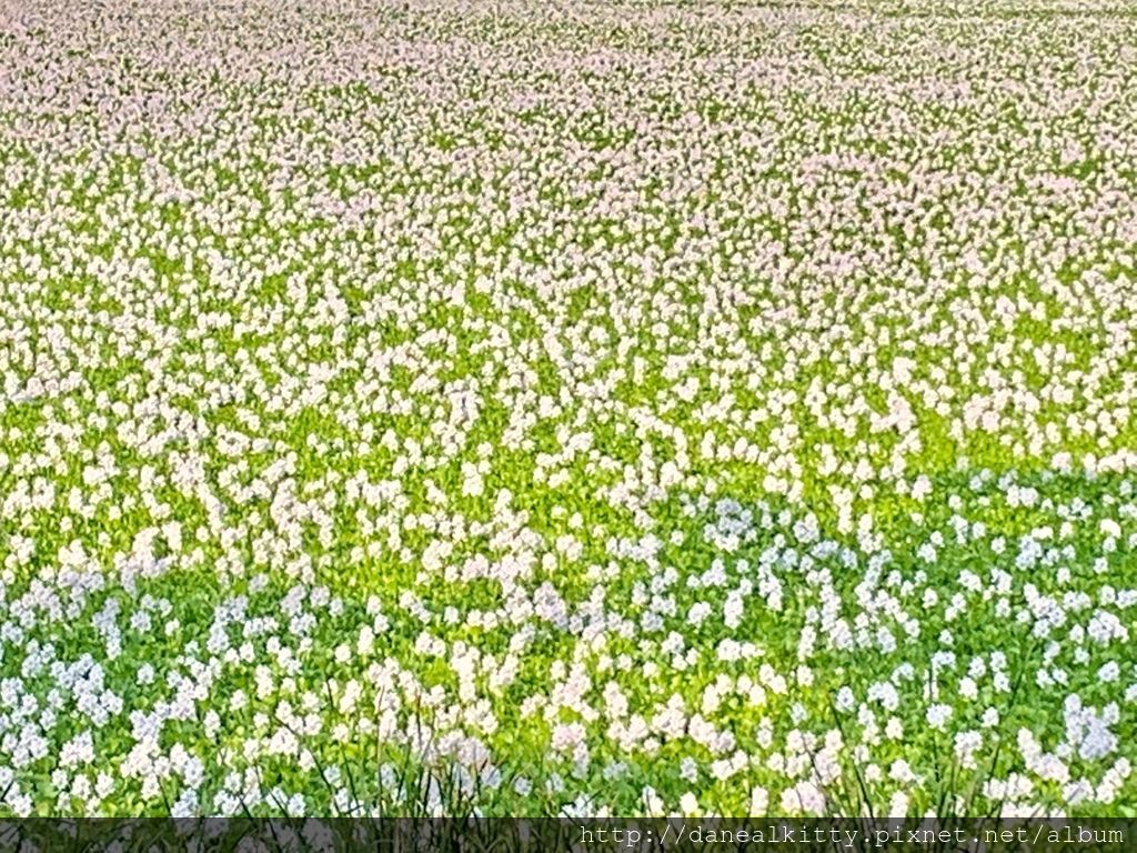 IMG_0536.JPEG IMG_0536.JPEG