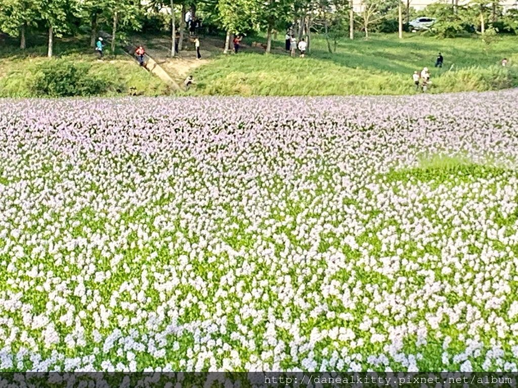 IMG_0537.JPEG IMG_0537.JPEG