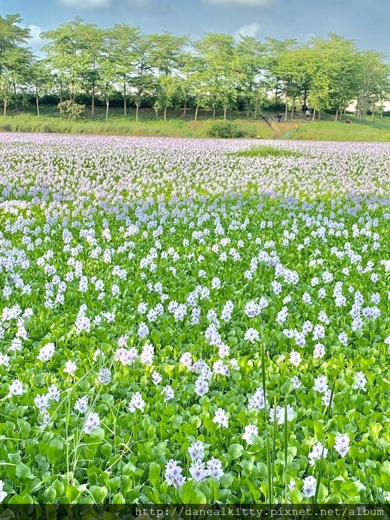 IMG_0548.JPEG IMG_0548.JPEG