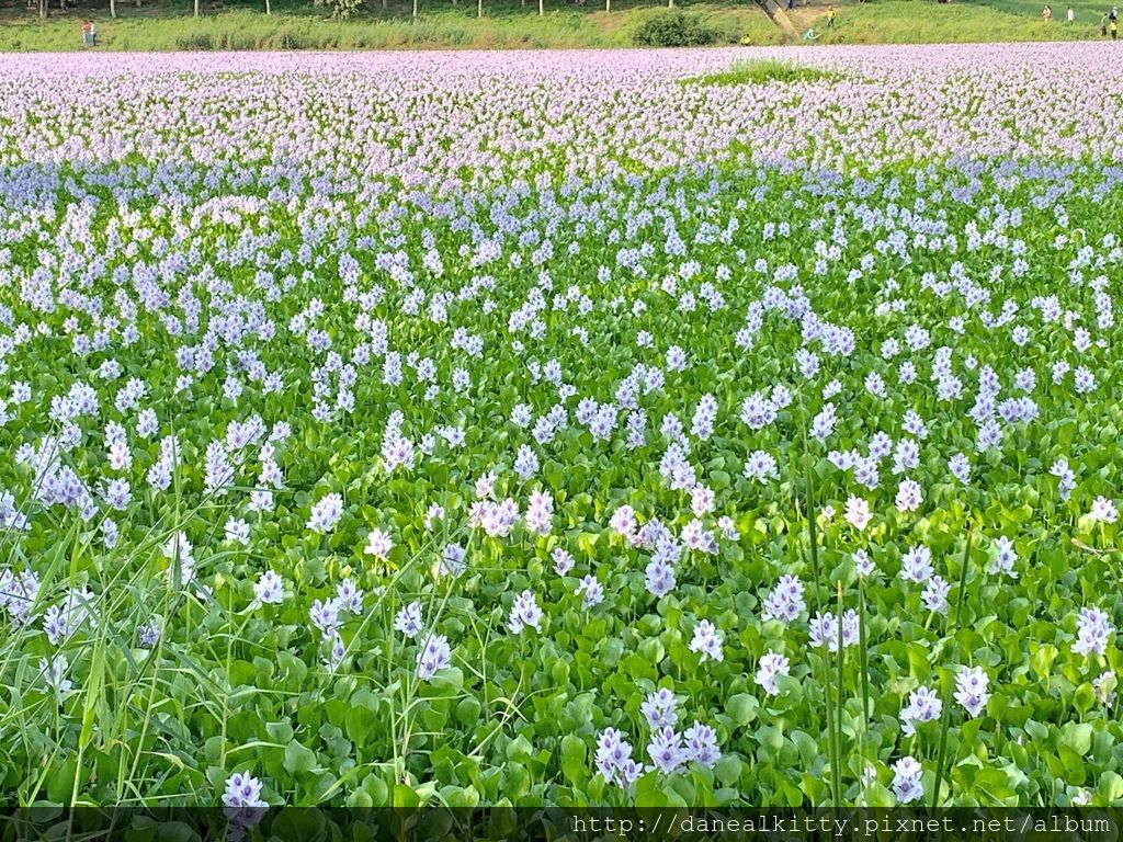 IMG_0549.JPEG IMG_0549.JPEG