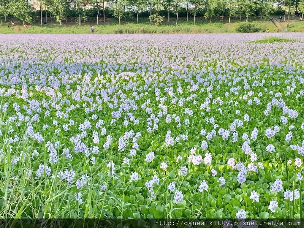 IMG_0550.JPEG IMG_0550.JPEG