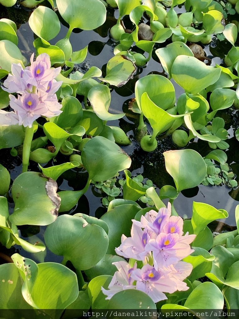 IMG_0621.JPEG IMG_0621.JPEG