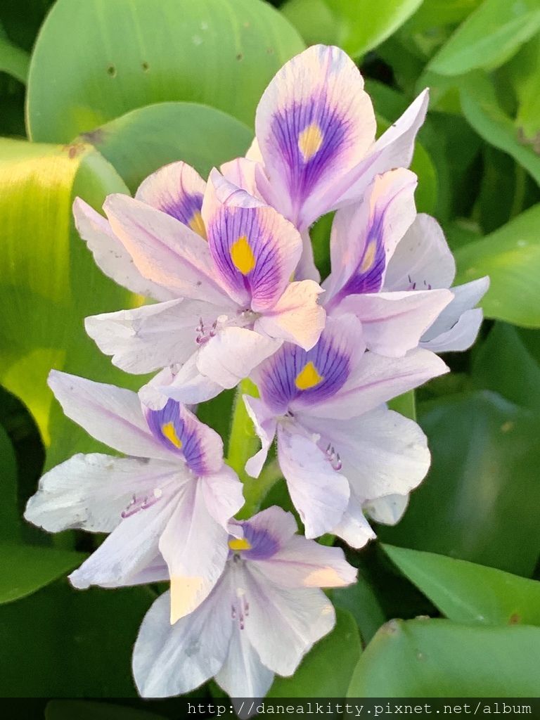 IMG_0622.JPEG IMG_0622.JPEG