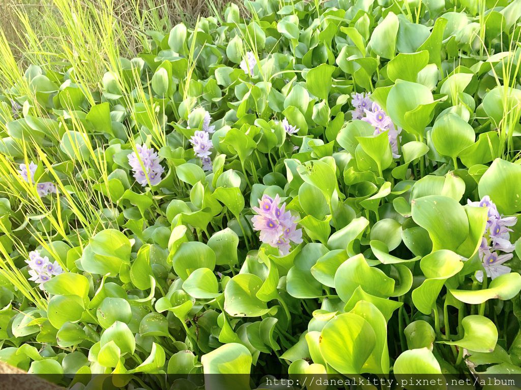 IMG_0623.JPEG IMG_0623.JPEG