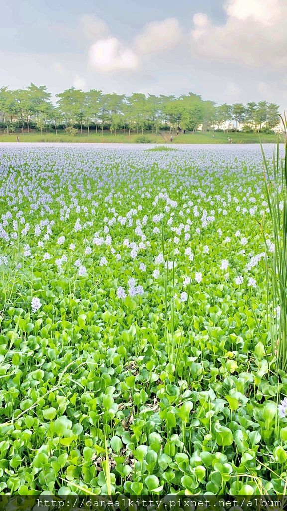 IMG_3773.JPEG IMG_3773.JPEG