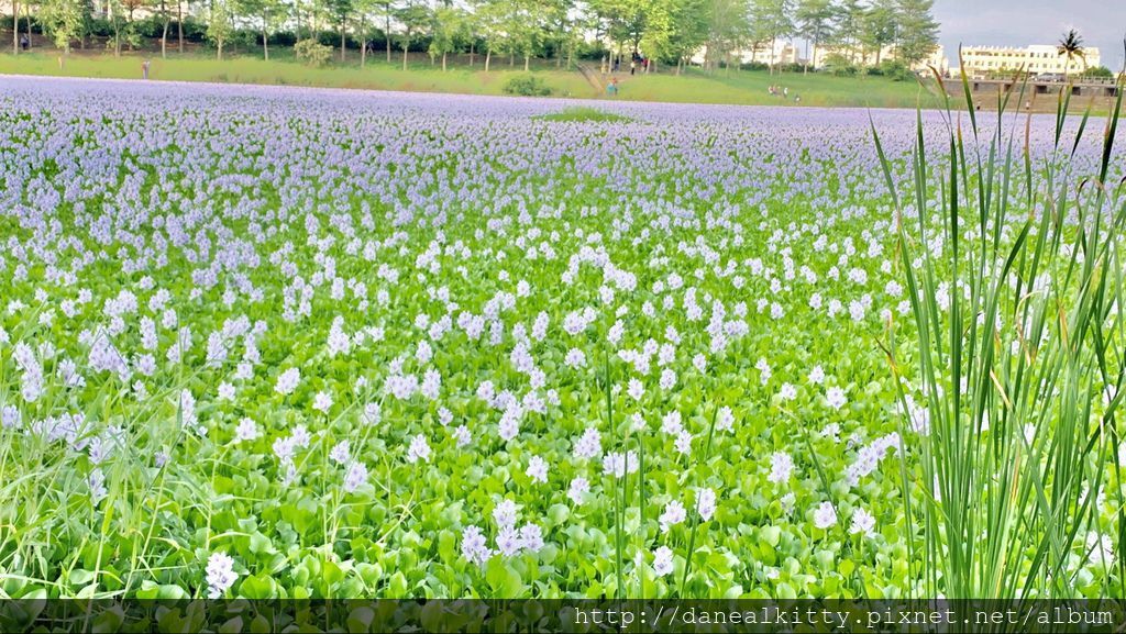 IMG_3787.JPEG IMG_3787.JPEG