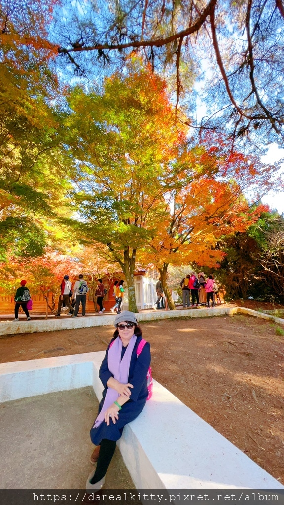 深秋~ 松廬 落羽松紅了!~ 梨山 福壽山農場~陽薰果園 採