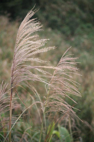 芒草搖曳生姿