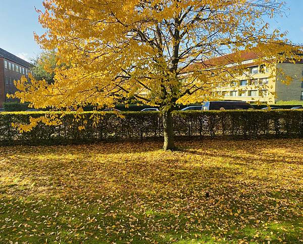 冬天真的要來了