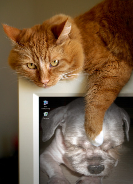 PhotoFunia_cat2.jpg