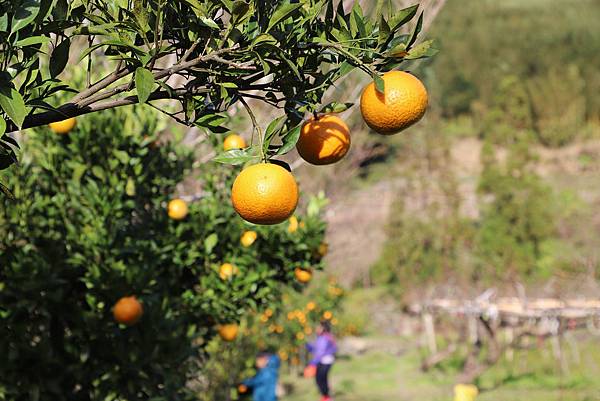 IMG_0540.JPG IMG_0540.JPG