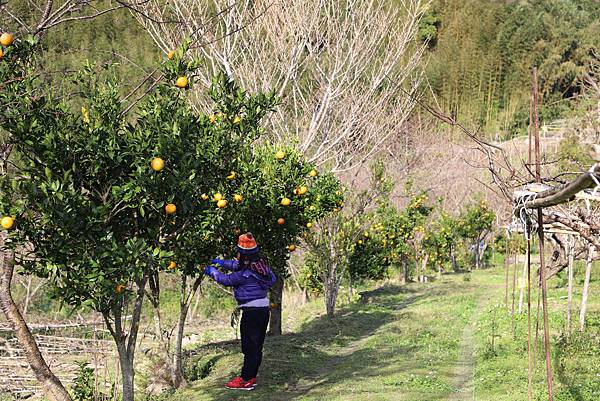 IMG_0528.JPG IMG_0528.JPG