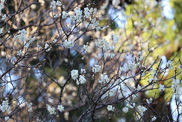 IMG_0821.JPG IMG_0821.JPG