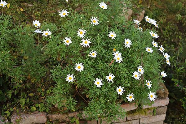 IMG_5172.JPG IMG_5172.JPG