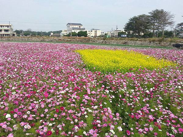 米多力休閒農莊旁花海2