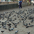 印度門旁的鴿子