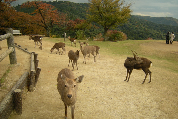 奈良的鹿