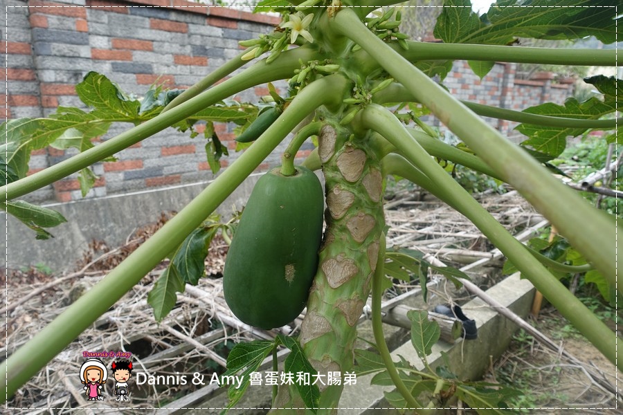 《泰式料理食谱》BoBo酱料馆 必吃凉拌青木瓜丝x 泰式酸辣海鲜汤x猪肉绿咖哩 ︳泰式料理第一次就上手 在家轻鬆做简单作法 素食者可以吃喔! (15).jpg