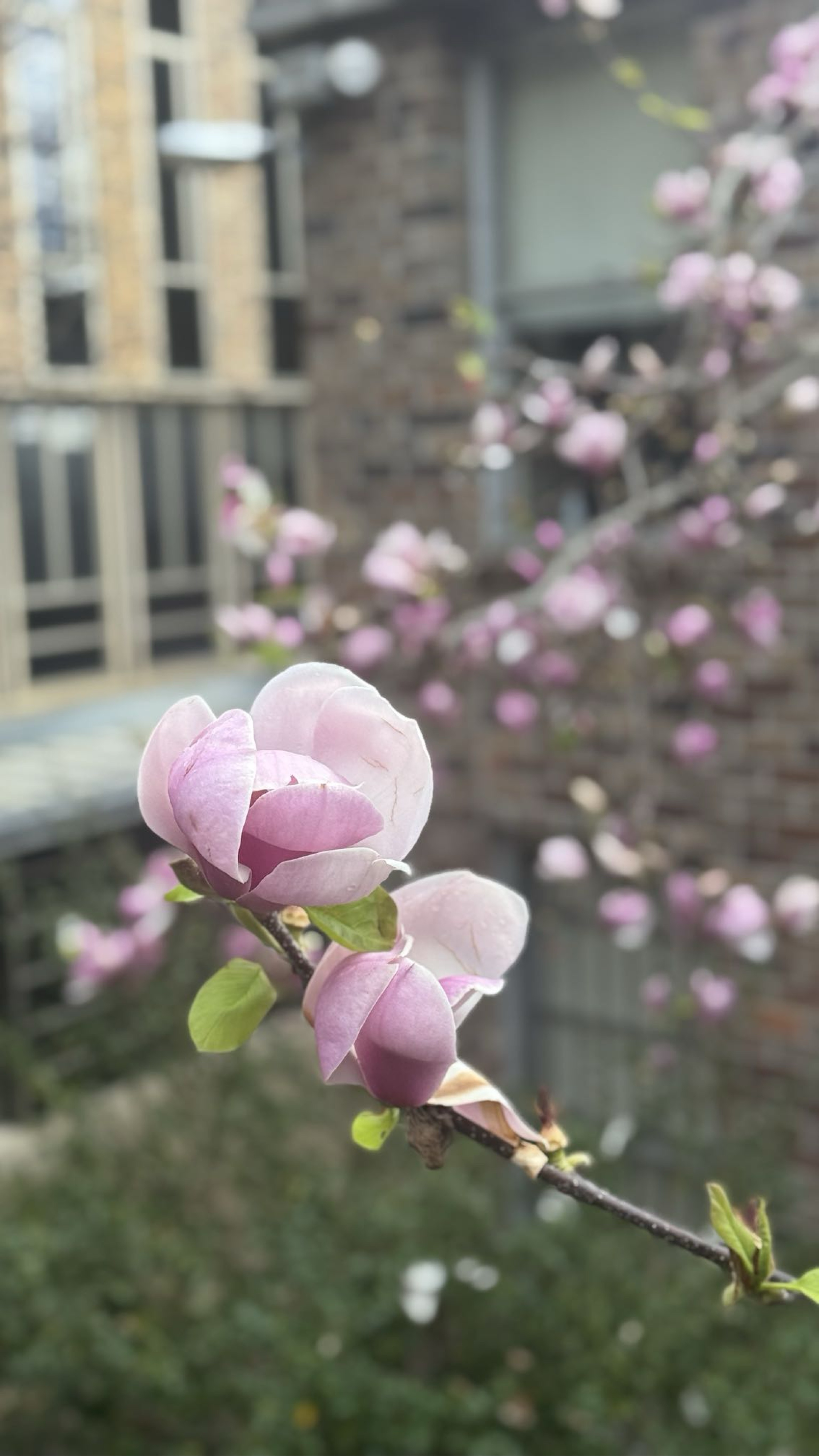 《我所看到的悉尼大學》