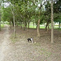 20100717臺東卑南文化公園-3.JPG