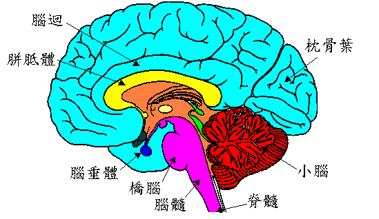 sagittal_c