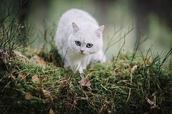 貓咪開心時，會有這7種行為，你見過幾種?