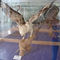 熊鷹展翅標本