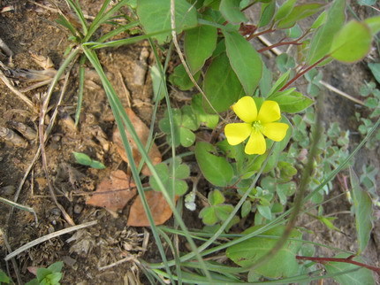 小黃花