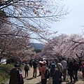 醍醐寺   這已經是第4天的行程了