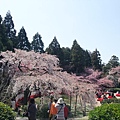 醍醐寺   其實很美  但人好多