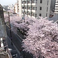我們住的地方樓下就是滿滿櫻花樹  真是太幸運了我們！