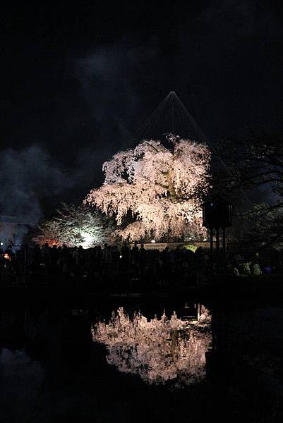 櫻花樹倒影