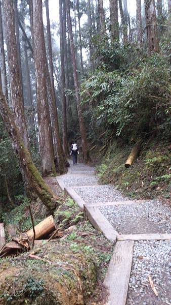 杉樹林步道
