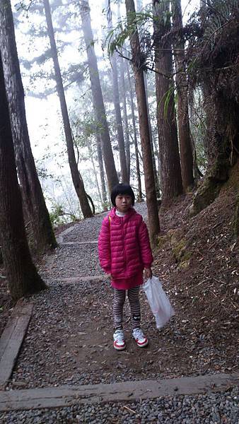 杉樹林步道1