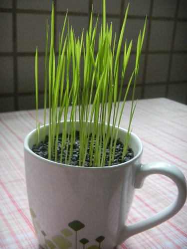 稻米發芽 Y M C 的部落格 痞客邦