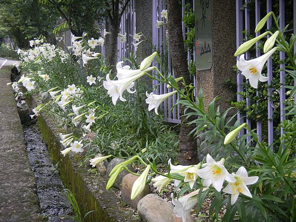 鐵炮百合