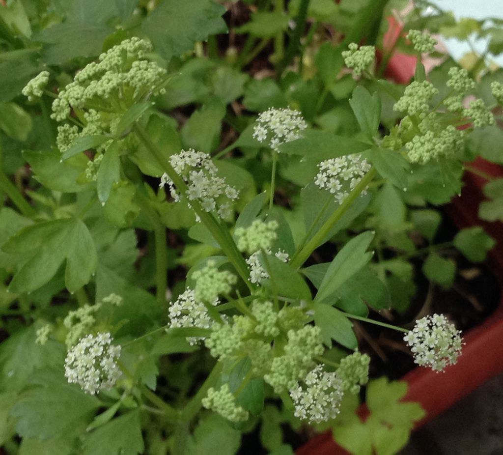 芹菜 芹菜