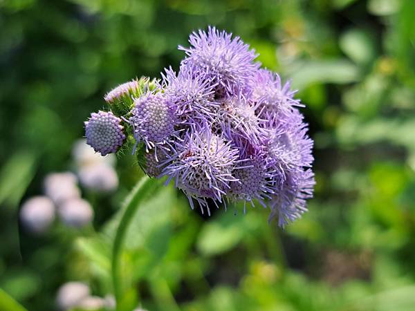 20230618  紫花霍香薊