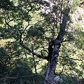 萬大北溪_光頭山_2008-10-24 09-58-33_0220.JPG